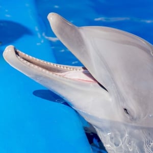 1 Day Entry Marineland Mallorca