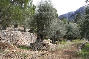 Old olive trees near Fornalutx