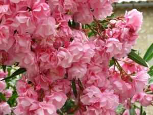 Poisonous but very pretty oleanders