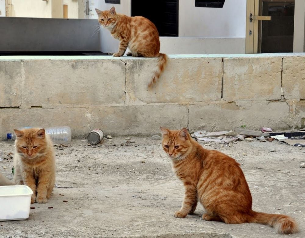 Cats in Malta