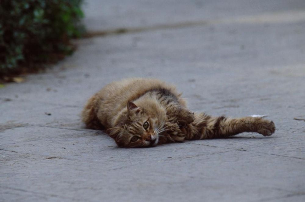 Cats in Malta