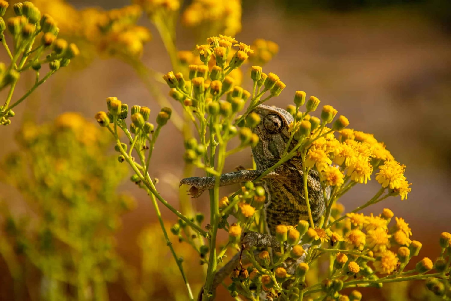 Buskett Woodlands and Dingli Cliffs Private Nature Tour
