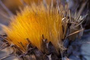 Buskett Woodlands and Dingli Cliffs Private Nature Tour