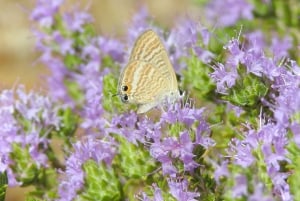 Buskett Woodlands and Dingli Cliffs Private Nature Tour