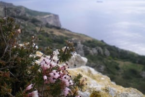 Buskett Woodlands and Dingli Cliffs Private Nature Tour