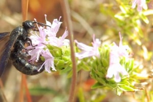 Buskett Woodlands and Dingli Cliffs Private Nature Tour