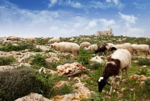 Buskett Woodlands and Dingli Cliffs Private Nature Tour