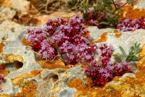 Buskett Woodlands and Dingli Cliffs Private Nature Tour
