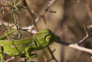 Malta: Nature Highlights Private Walking Tour With Transport