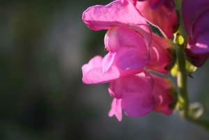 Malta: Nature Highlights Private Walking Tour With Transport