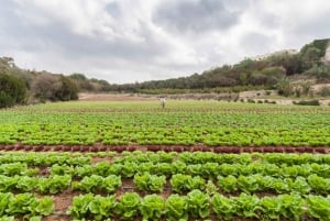 Dingli: Farm To Table Private Maltese Cooking Class + Lunch
