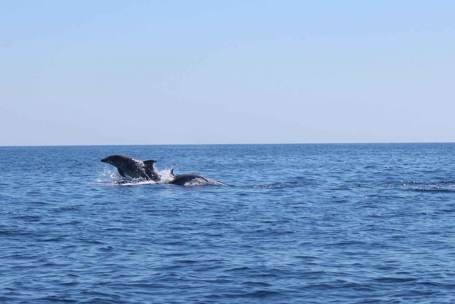 Passeio de observação de golfinhos em Malta - Sips Watersports