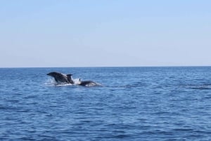 Dolphin Watching Tour Malta - Sips Watersports