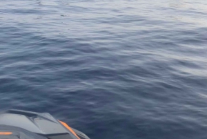 Dolphin Watching Tour Malta - Sips Watersports