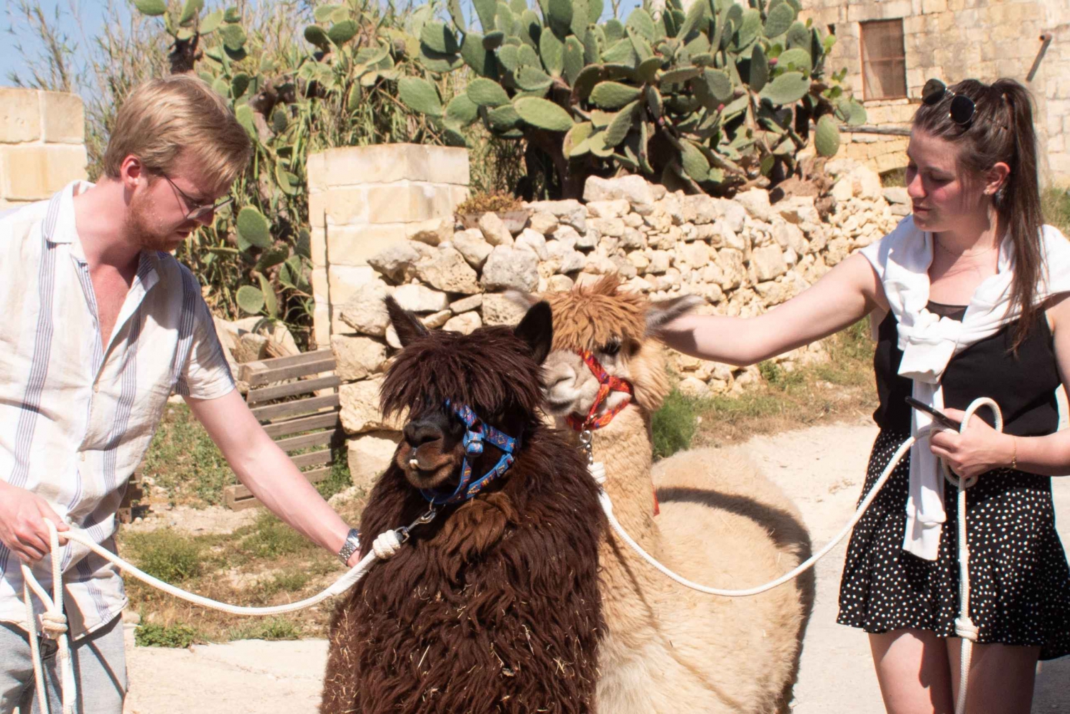 Gozo: Alpaca Walks and farm visit