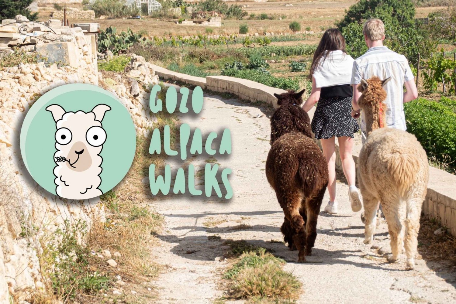 Gozo: Maatilavierailu ja alpakoiden kävely ja ruokinta