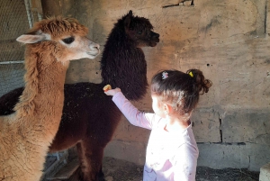 Gozo: Alpaca Walks and farm visit