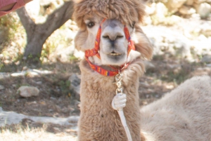 Gozo: Alpaca Walks and farm visit