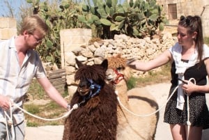 Gozo: Bezoek aan boerderij met alpaca wandeling en voeren