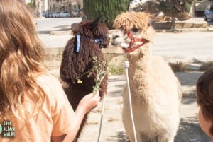 Gozo: Maatilavierailu ja alpakoiden kävely ja ruokinta
