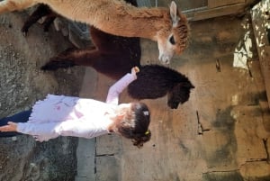 Гозо: посещение фермы с прогулкой и кормлением альпаки
