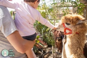 Gozo: Visita alla fattoria con passeggiata e alimentazione degli alpaca