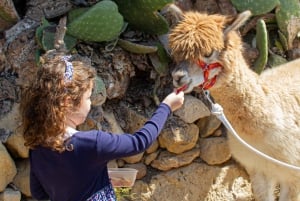 Gozo: Gårdsbesøk med alpakkavandring og fôring