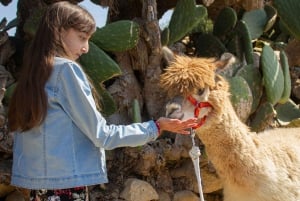 Gozo: Bauernhofbesuch mit Alpaka-Spaziergang und Fütterung