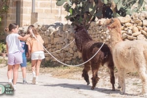 Gozo : Visite de la ferme avec promenade et nourrissage des alpagas