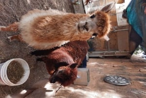 Гозо: посещение фермы с прогулкой и кормлением альпаки