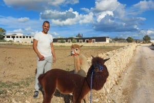 Gozo: Wizyta na farmie ze spacerem i karmieniem alpak
