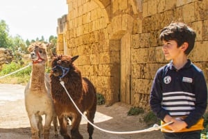 Gozo : Visite de la ferme avec promenade et nourrissage des alpagas