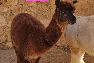 Gozo Alpaca Walks : with feeding and farm visit