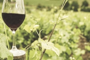 تجربة الذواقة في غوزو: جولة تذوق محلية حصرية