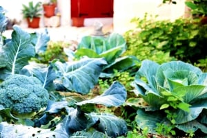 Gozo : Petit-déjeuner traditionnel et local dans un bâtiment historique