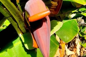 رحلة غوزو المكشوفة: جولة مشي بصحبة مرشد في غوزو - تسلق الصخور