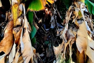 رحلة غوزو المكشوفة: جولة مشي بصحبة مرشد في غوزو - تسلق الصخور