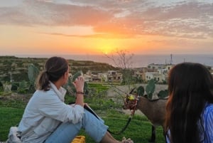 غوزو: نزهة غروب الشمس في خليج إكسليندي مع الماعز القزم