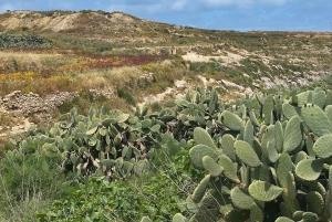 مسارات غوزو الخفية: جولة مشي طويلة خلابة ونزهة ساحلية