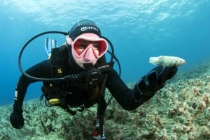 Malta: 1-Day PADI Scuba Diver Certification Beginner Course