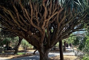 Malta: 5 timmars matupplevelse med vintagebuss – Mdina, Mosta och mer
