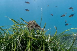 Malta: Beginner Scuba Diving with Dive Registration