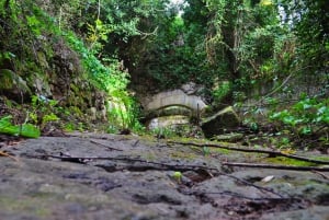 ブスケット森林地帯とディングリ崖のプライベート自然ツアー