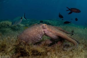 Malta: Descubre el Buceo 2 Inmersiones Con Inmersión en Pecio