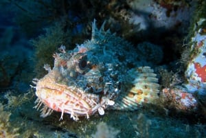 Malta: Descubre el Buceo 2 Inmersiones Con Inmersión en Pecio