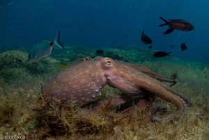 مالطا اكتشف غوص السكوبا 2 غطسة مع الغوص في حطام السفن