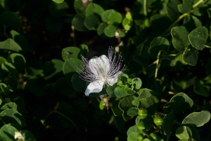 Malta: Private South Coast Nature Hiking Tour With Transport