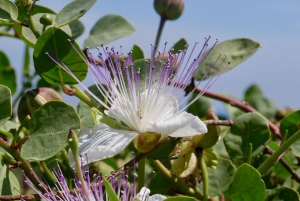 Malta: Private South Coast Nature Hiking Tour With Transport
