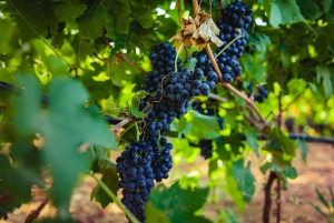 Malta: Private Winery and Farm Tour with Tastings and Dinner