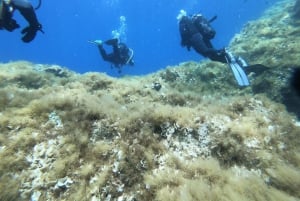 Malta: St. Paul's Bay 1-dags dykkerkursus